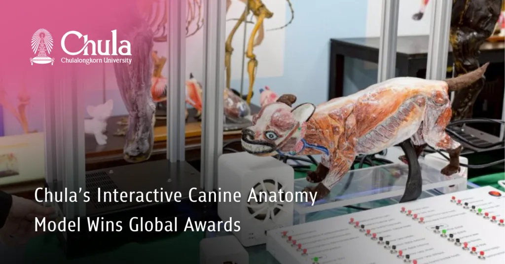 Chula’s Interactive Canine Anatomy Model Wins Global Awards 