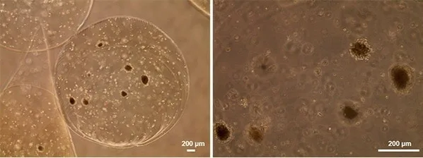 การก่อตัวของ IPC organoids จาก cAD-MSCs