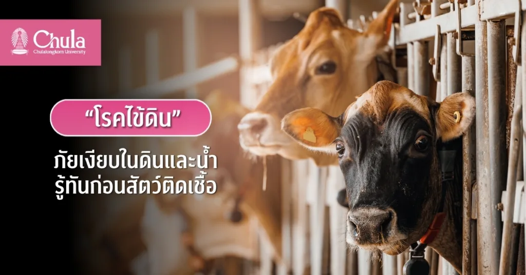 “โรคไข้ดิน” ภัยเงียบในดินและน้ำ รู้ทันก่อนสัตว์ติดเชื้อ