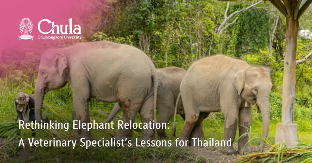 Rethinking Elephant Relocation: A Veterinary Specialist’s Lessons for Thailand