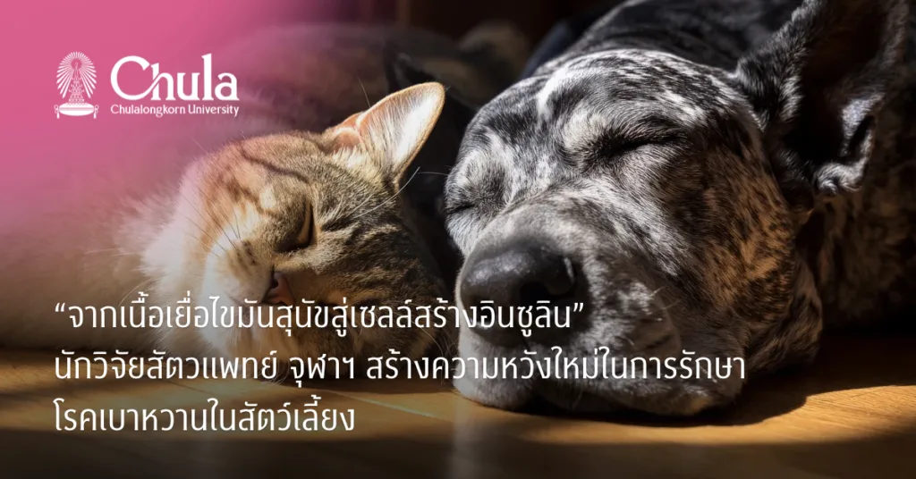 “จากเนื้อเยื่อไขมันสุนัขสู่เซลล์สร้างอินซูลิน” นักวิจัยสัตวแพทย์ จุฬาฯ สร้างความหวังใหม่ในการรักษาโรคเบาหวานในสัตว์เลี้ยง