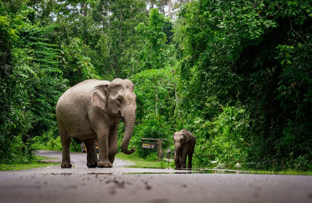 Rethinking Elephant Relocation: A Veterinary Specialist’s Lessons for Thailand 