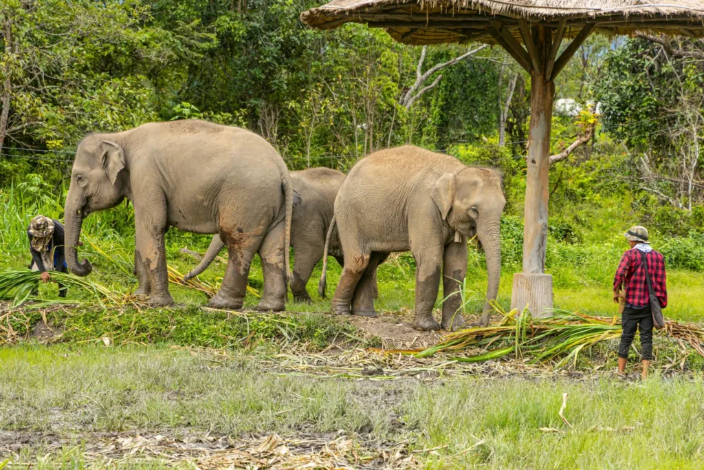 Rethinking Elephant Relocation: A Veterinary Specialist’s Lessons for Thailand 