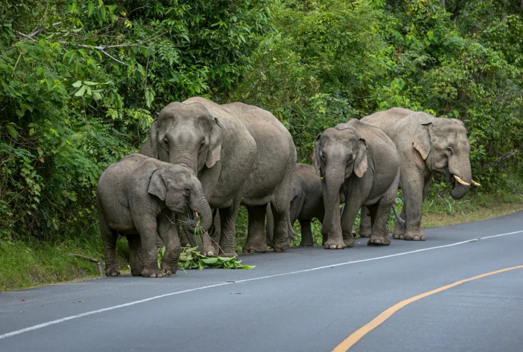 Rethinking Elephant Relocation: A Veterinary Specialist’s Lessons for Thailand 