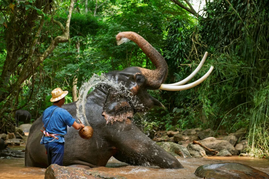 Rethinking Elephant Relocation: A Veterinary Specialist’s Lessons for Thailand