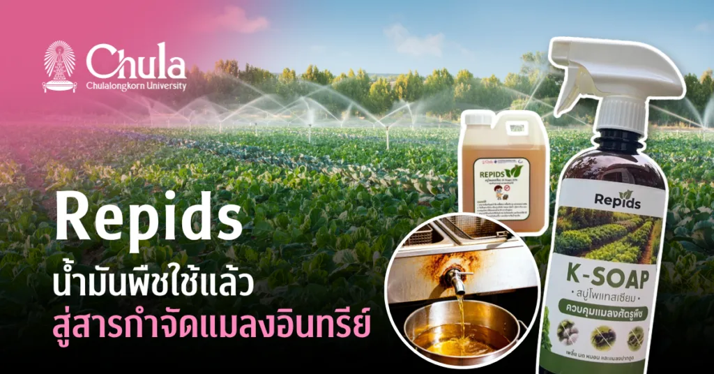 Repids: พลิกวิกฤตน้ำมันทอดซ้ำจากน้ำมันพืชใช้แล้ว สู่สารกำจัดแมลงอินทรีย์ เทคโนโลยีเพื่อชุมชนจากรั้วจุฬาฯ