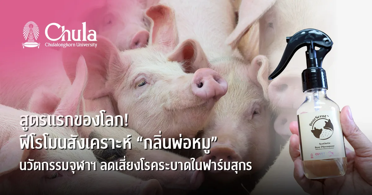 สูตรแรกของโลก! ฟีโรโมนสังเคราะห์ “กลิ่นพ่อหมู”นวัตกรรมจากนักวิจัยจุฬาฯ ลดความเสี่ยงโรคระบาดในฟาร์มสุกร