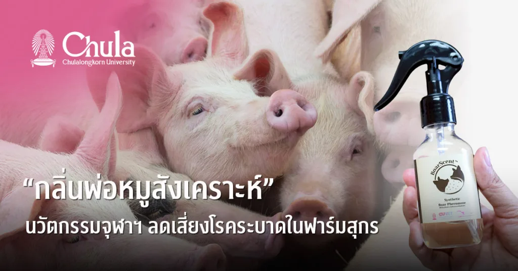 นักวิจัยจุฬาฯ พัฒนากลิ่นสังเคราะห์เลียนแบบฟีโรโมนพ่อพันธุ์สุกร ลดความเสี่ยงโรคระบาดในฟาร์ม