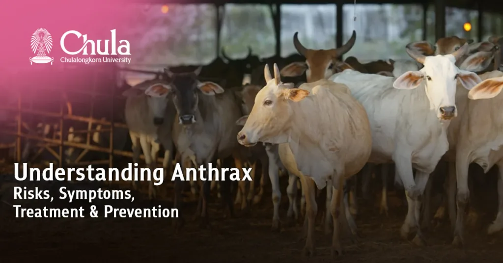 Understanding Anthrax: Chula Expert Explains Risks, Symptoms, Treatment, and Prevention?