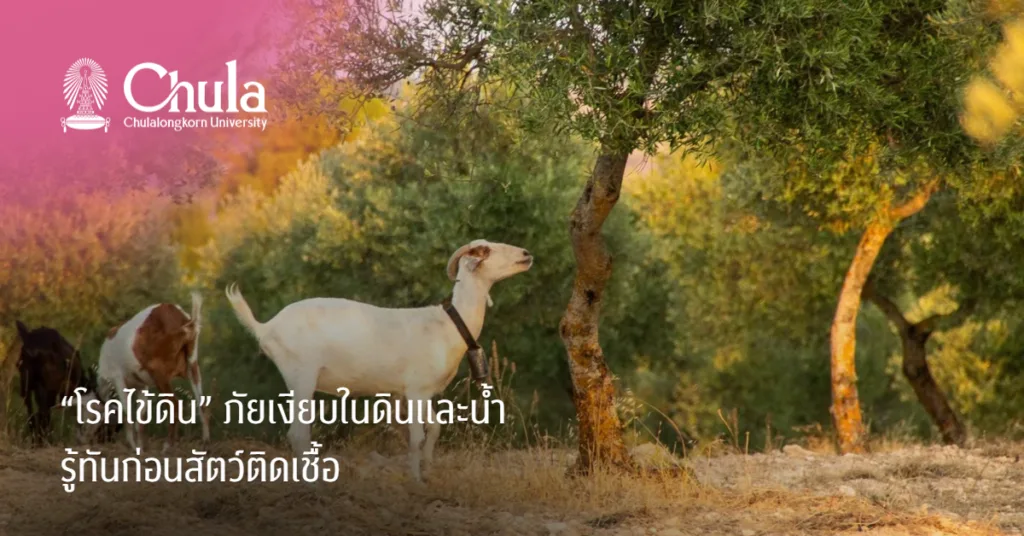 “โรคไข้ดิน” ภัยเงียบในดินและน้ำ รู้ทันก่อนสัตว์ติดเชื้อ