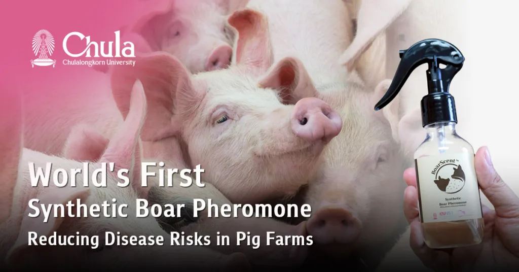 Chula Researchers Developed Novel Synthetic Boar Pheromone to Reduce Disease Outbreak Risks in Pig Farms