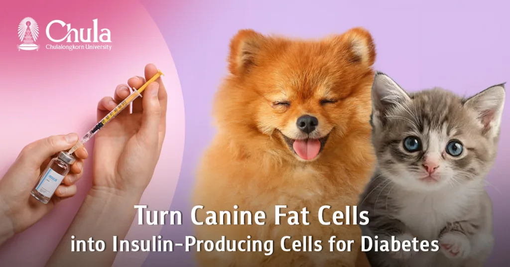 “From Canine Fat Tissue to Insulin-Producing Cells”: Chulalongkorn Veterinary Researchers Offer New Hope for Diabetes Treatment in Pets 