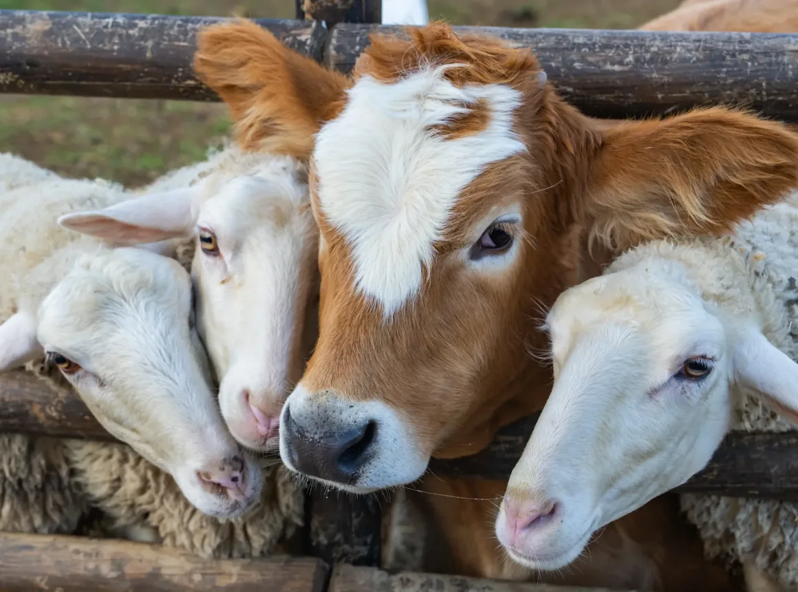 Soil Fever: The Silent Threat Lurking in Soil and Water—What Animal Owners Need to Know 