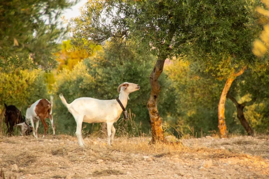 Goats and sheep are particularly vulnerable to melioidosis.