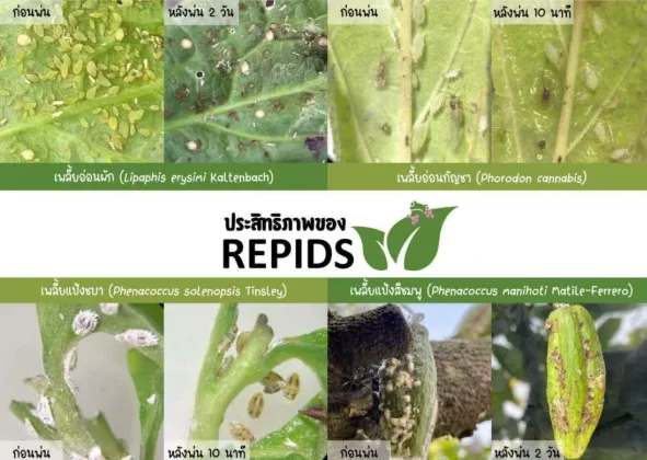 Effectiveness of Repids Potassium Soap Against Sap-Sucking Insect Pests Source: Repids page 