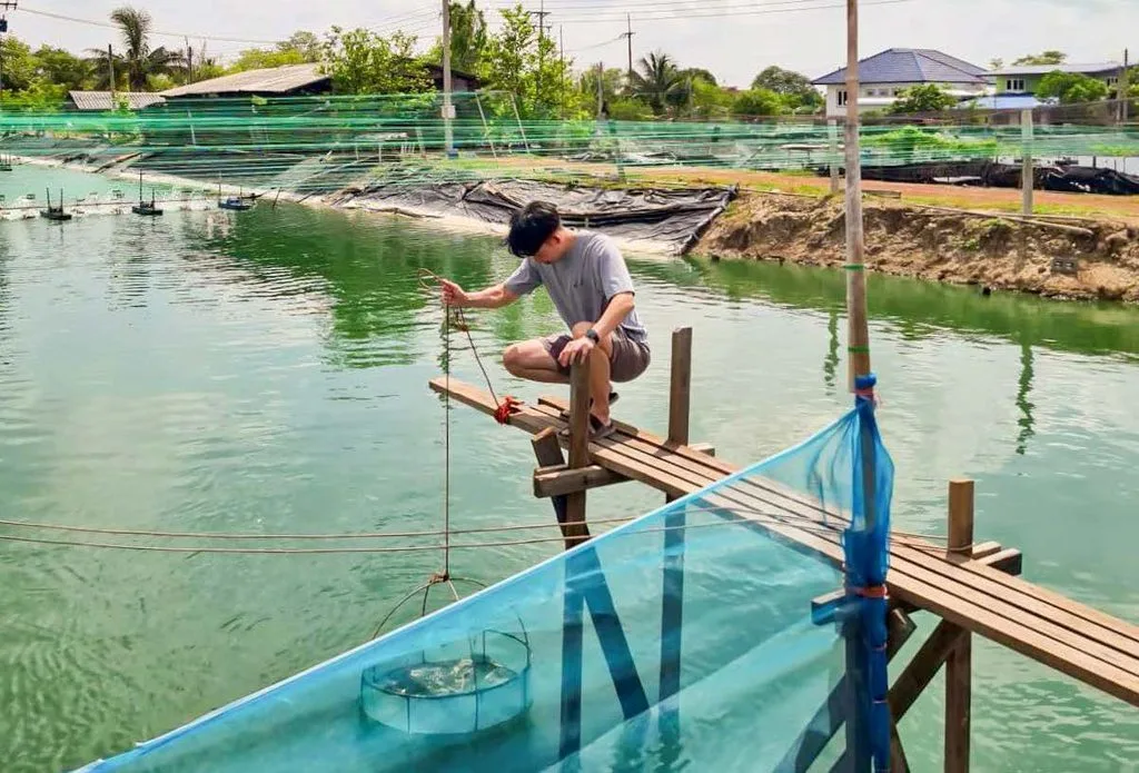 Shrimp Mortality Control