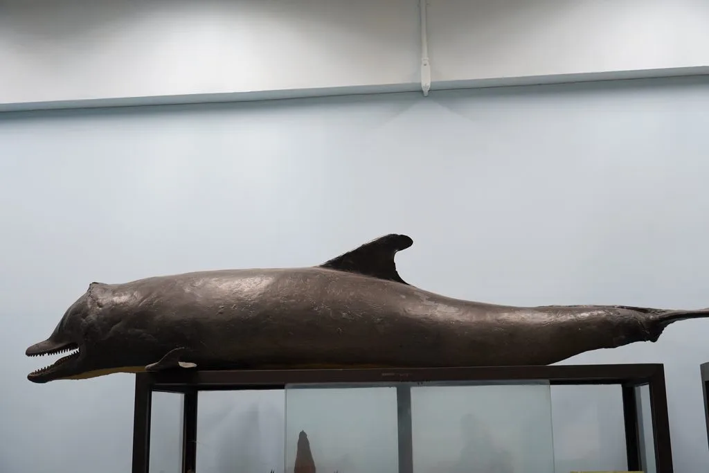 Sinbad’s taxidermy specimen and skeleton at the Veterinary Anatomy Museum, located on the third floor of the 60th Anniversary Building, Faculty of Veterinary Science, Chulalongkorn University. 