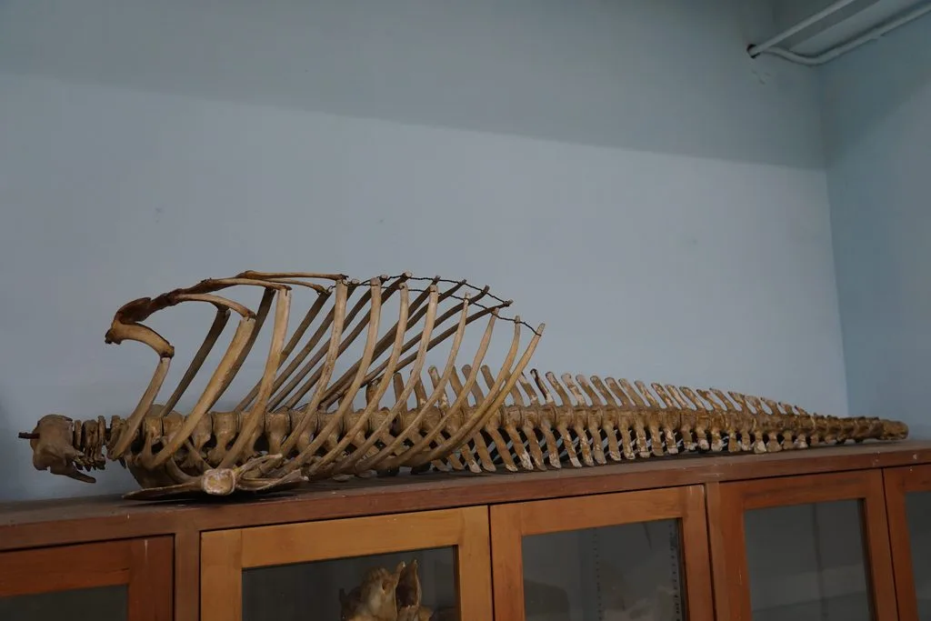 Sinbad’s taxidermy specimen and skeleton at the Veterinary Anatomy Museum, located on the third floor of the 60th Anniversary Building, Faculty of Veterinary Science, Chulalongkorn University. 