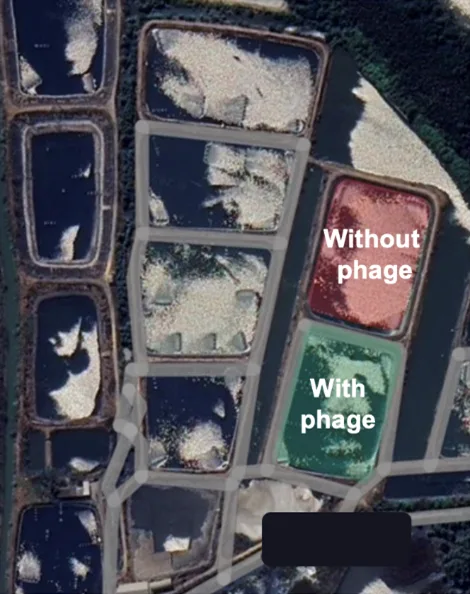 Shrimp Mortality Control