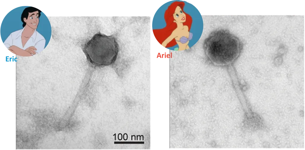 Meet the Star Phages: Eric and Ariel  