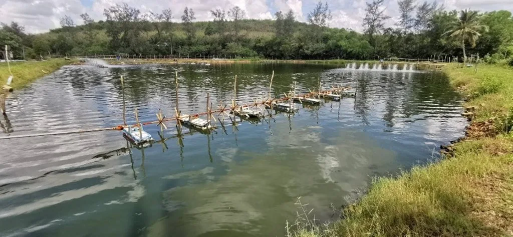 Shrimp Mortality Control