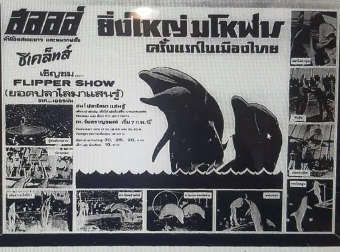 Remembering “Sinbad,” the Famous Dolphin of 52 Years Ago