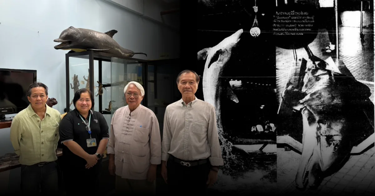 ย้อนรอย “ซินแบด” โลมาชื่อดังเมื่อ 52 ปีก่อนอาจารย์ใหญ่ผู้จุดประกายองค์ความรู้ด้านสัตว์น้ำ ในวงการสัตวแพทยศาสตร์ไทย