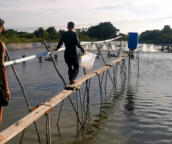 Shrimp Mortality Control