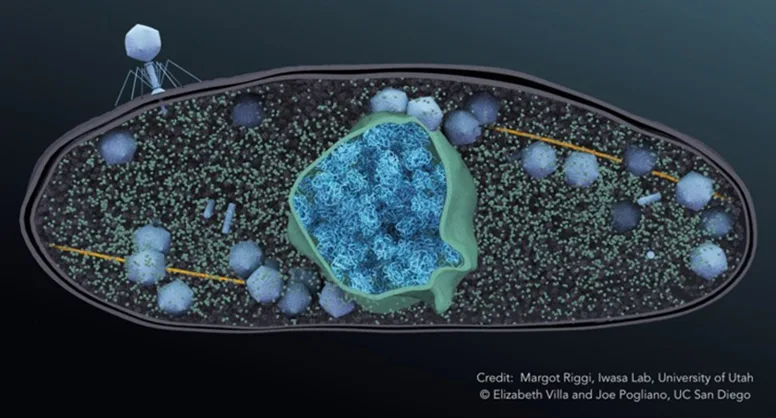A giant phage infects a bacterium. A nucleus-like compartment (green) is formed to protect the newly synthesized phage genomes from bacterial defense systems. The capsids (gray) of the new phage travel along filaments called PhuZ (yellow) to be delivered to the nucleus where they dock in order to package phage DNA.  Eventually, the bacterial cell lyses and the new phage emerge ready to infect new bacteria. 