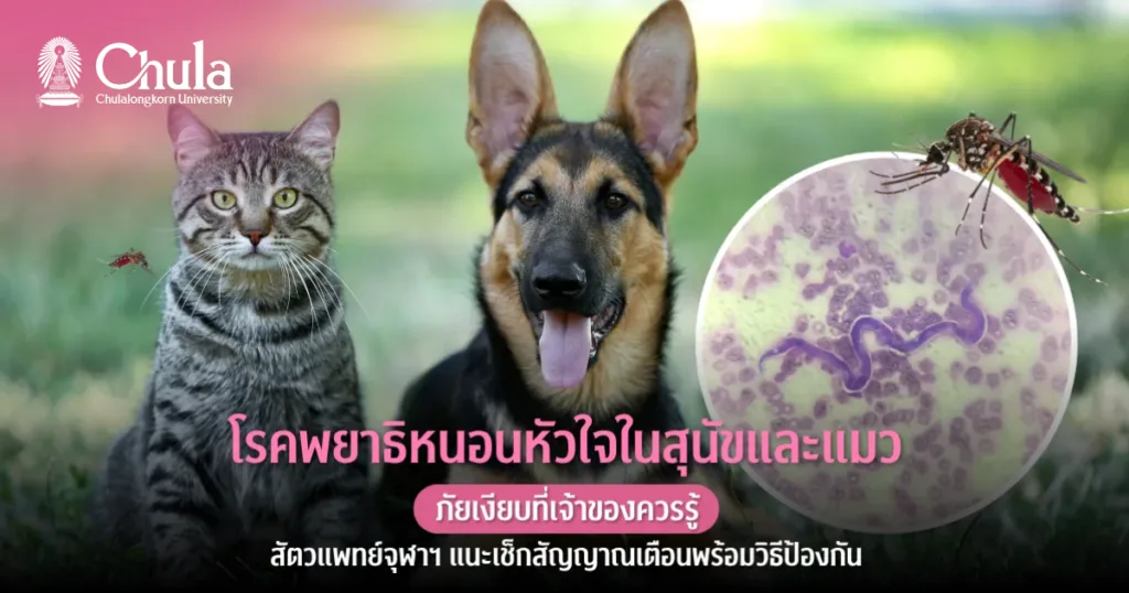 โรคพยาธิหนอนหัวใจในสุนัขและแมว: ภัยเงียบที่เจ้าของควรรู้ สัตวแพทย์จุฬาฯ แนะเช็กสัญญาณเตือนพร้อมวิธีป้องกัน